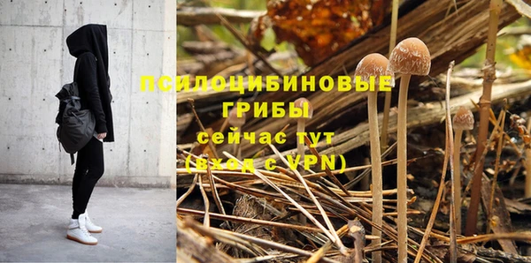 стаф Аркадак